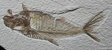 Inch Diplomystus Fossil Fish #811-1